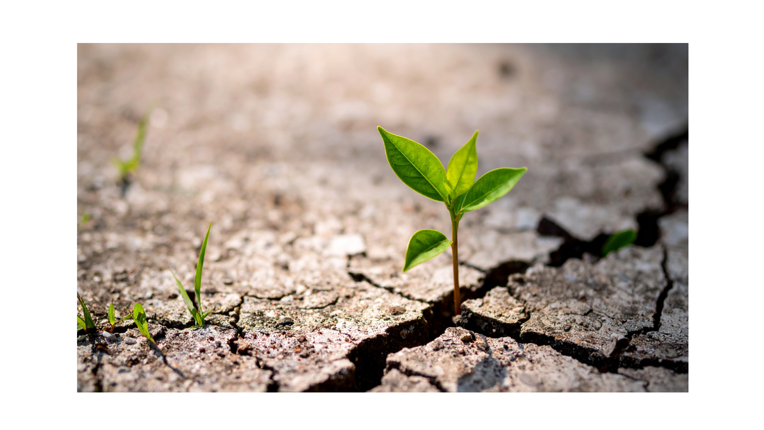 kiempje in droge grond